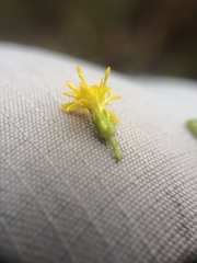 Solidago randii