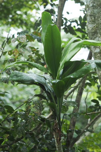 Cordyline fruticosa observed 2025-06-26