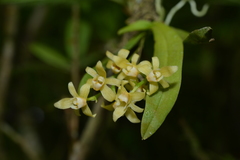 Thrixspermum saruwatarii