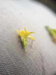 Solidago randii