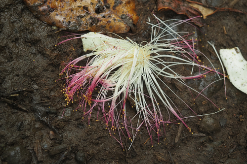 Barringtonia asiatica observed 2025-06-26