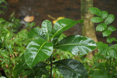 Barringtonia asiatica observed 2025-06-26