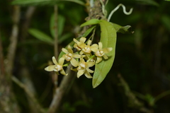 Thrixspermum saruwatarii