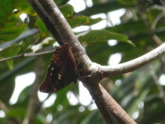 Polyura caphontis