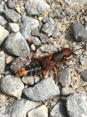 Platydracus immaculatus