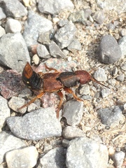 Platydracus immaculatus
