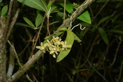 Thrixspermum saruwatarii