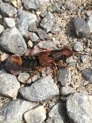Platydracus immaculatus