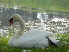 Cygnus olor