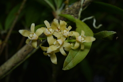Thrixspermum saruwatarii