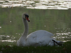 Cygnus olor
