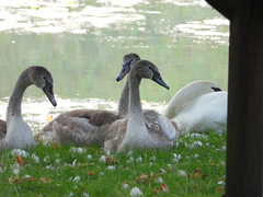 Cygnus olor