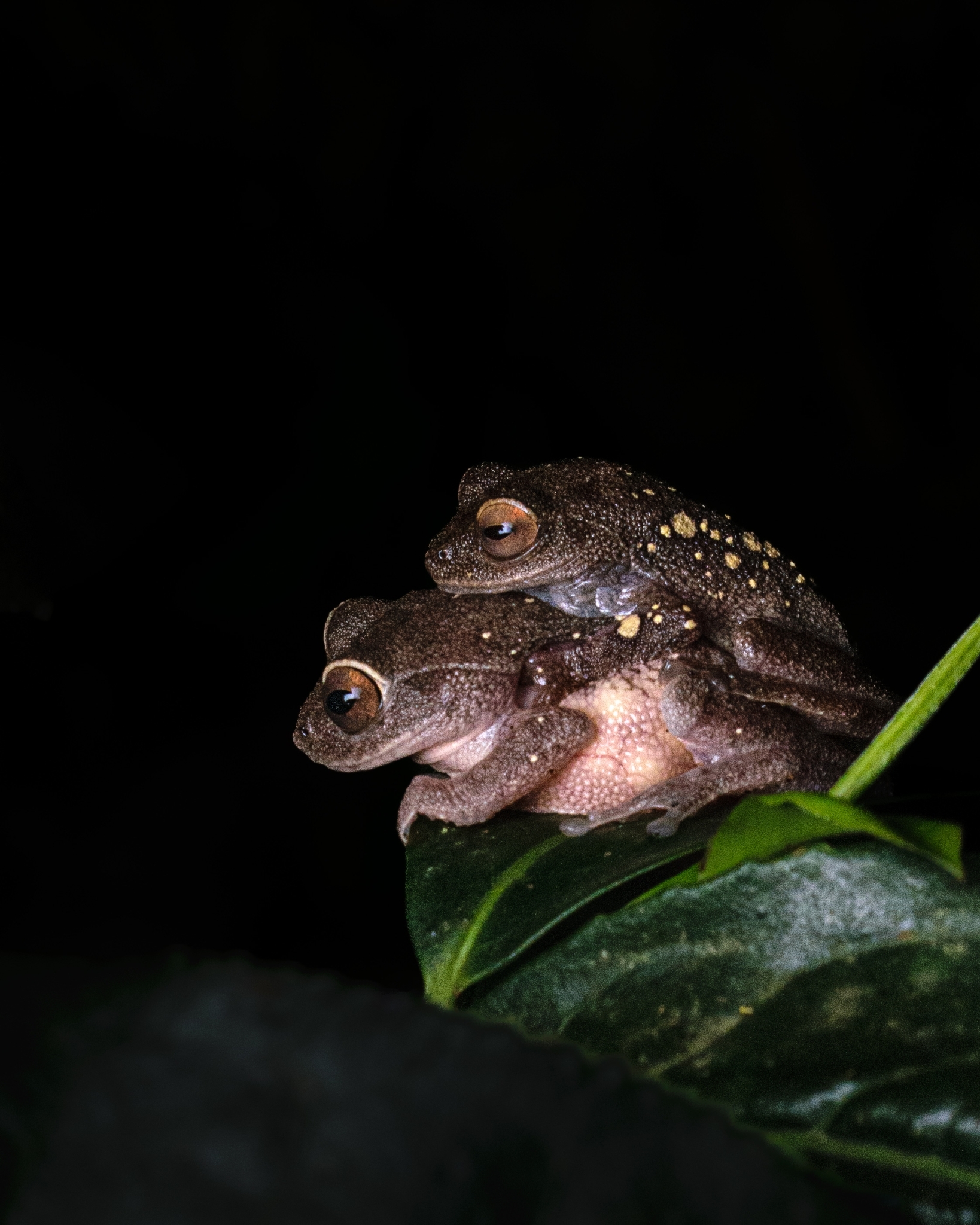 Ponmudi Canopy Bush Frog