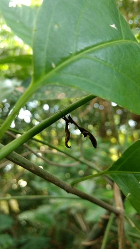 Acanthops erosa
