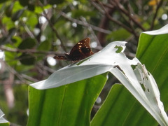 Polyura caphontis