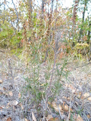 Veronica austriaca jacquinii