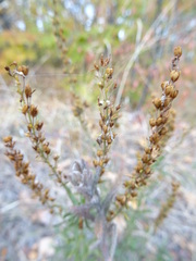 Veronica austriaca jacquinii