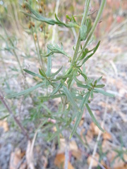 Veronica austriaca jacquinii