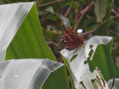 Polyura caphontis