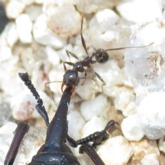Pheidole rhea