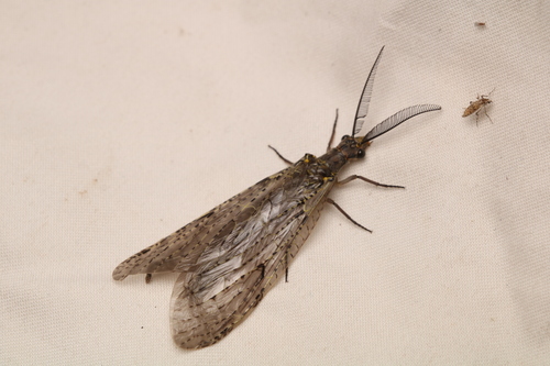 Spring fishfly