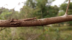Chaeteessa