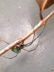 Leucauge