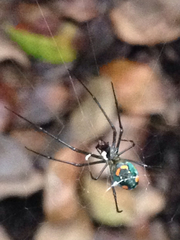 Leucauge