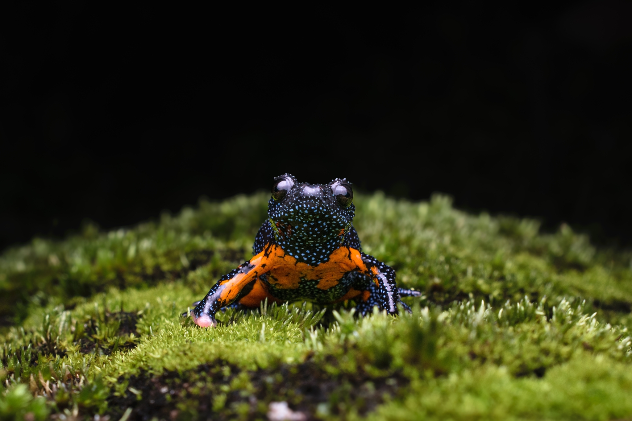Orange Black Indian Microhylid Anura