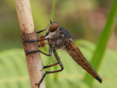 Promachus graeffei