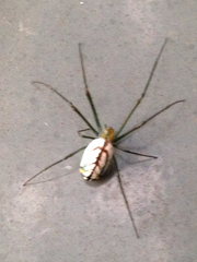Leucauge
