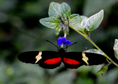 Heliconius clysonymus montanus