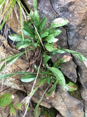Solidago randii