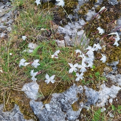 Dianthus praecox, photograph Marek Hrušovský, CC BY, iNaturalist via GBIF