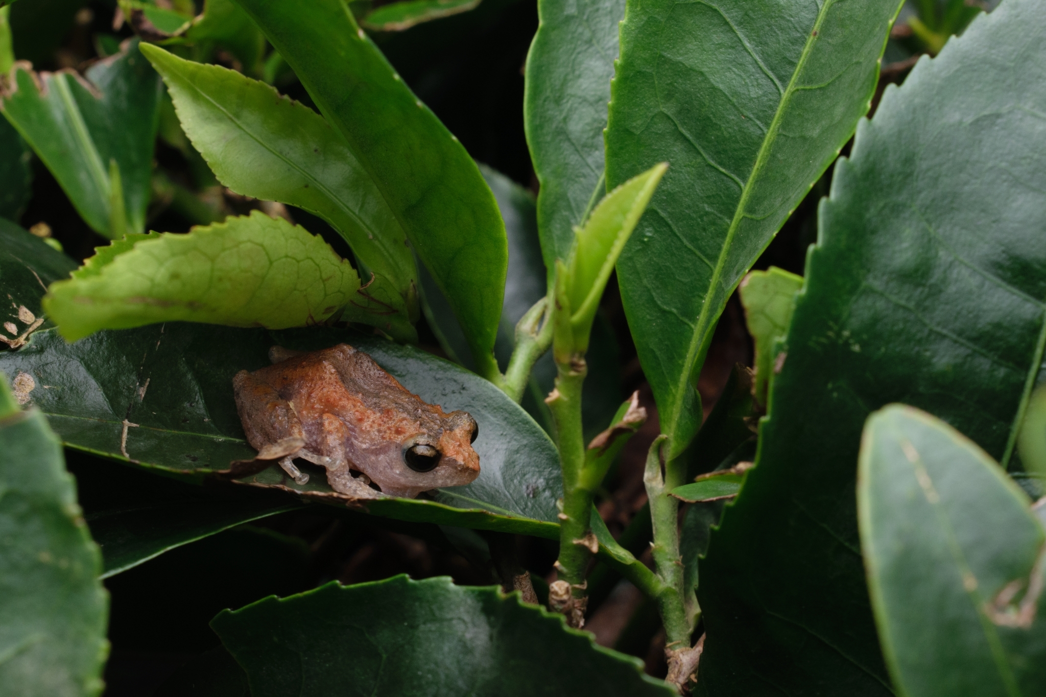 Munnar Common Bush Frog