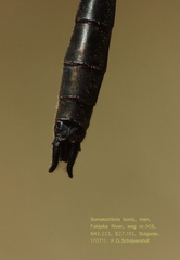 Corduliochlora borisi