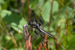 Libellula forensis × pulchella