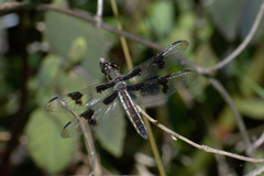 Libellula forensis × pulchella