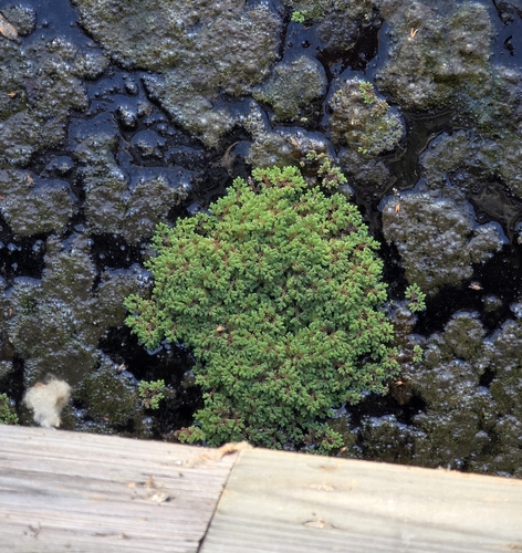 iNaturalist observation photo of water fern