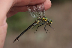 Somatochlora meridionalis