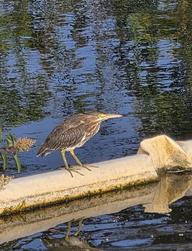 iNaturalist observation photo of Green Heron