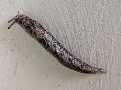 Limax maximus