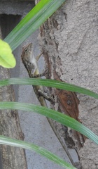 Calotes versicolor