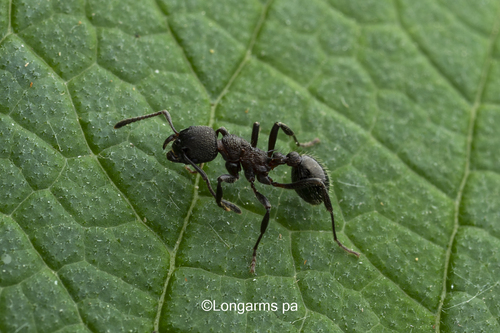 米芾红蚁Myrmica mifui