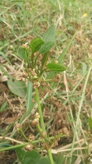 Echinodorus palifolius