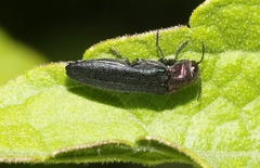 Agrilus huachucae