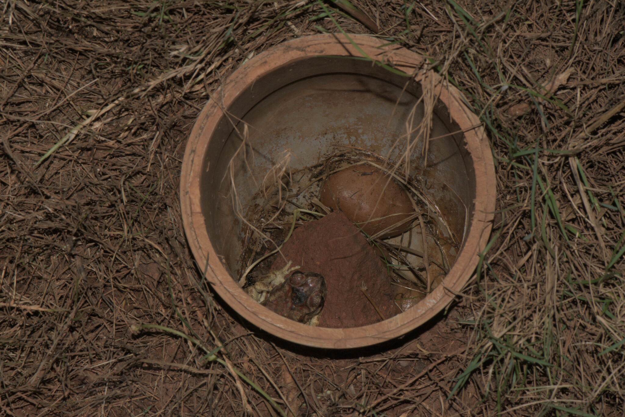 Indian Common True Toad