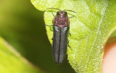 Agrilus huachucae