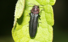 Agrilus huachucae