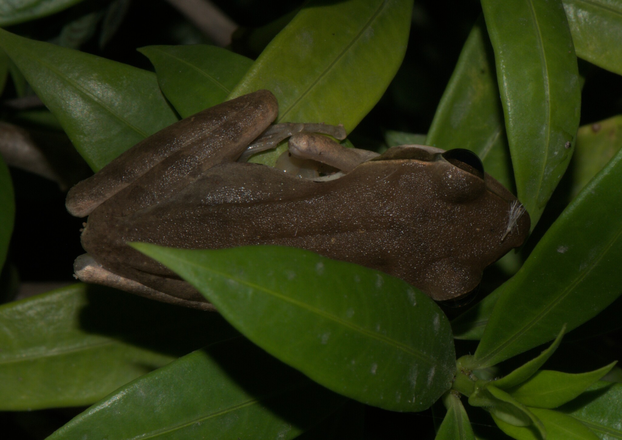 Big-Headed Whipping Frog
